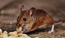 24 Hour & Emergency Exterminators in Shepard, ND